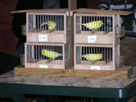 Waterslager Malinois prima di uscire dal nido